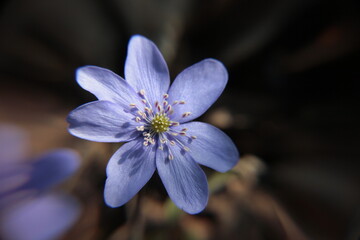 Blue flower on a free nature, toned blurred, background