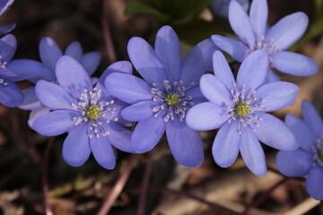 Blue flower on a free nature, toned blurred, background