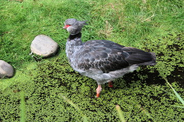 A close up of a Crested Screamer