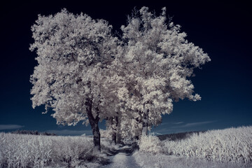 infrared photography - ir photo of landscape with tree under sky with clouds - the art of our world...