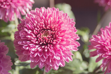 Large purple flowers of Chrysanthemum. Autumn garden flower. Landscape design. Chrysanthemum pattern in flowers garden.