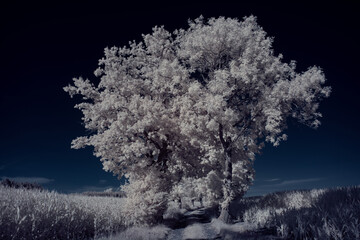 infrared photography - ir photo of landscape with tree under sky with clouds - the art of our world and plants in the infrared camera spectrum