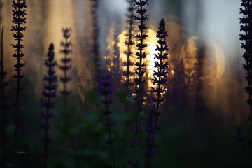 Abstract image of a flower.The silhouette of inflorescences on a blurry dark background and the shape of a Golden sphere in the center.Selective focus.Art photo.