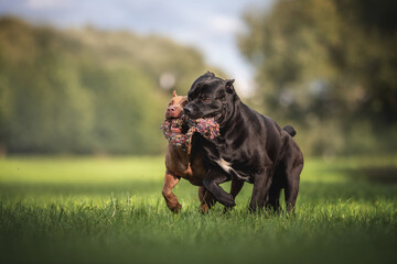 Female American Pit Bull Terrier and male Cane Corso Italiano playing with a knitted rope on green grass against the backdrop of a juicy summer landscape