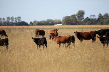 angus en el campo