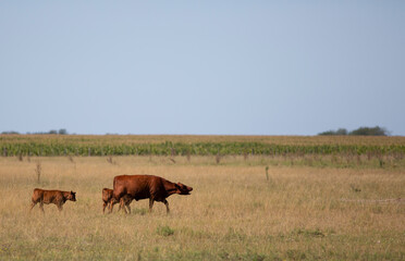 angus en el campo