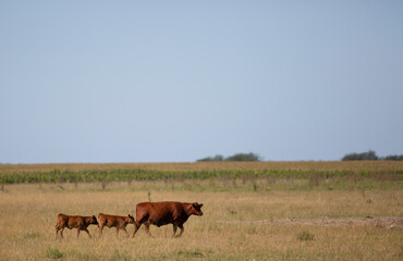 angus en el campo
