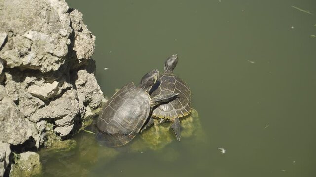 Tortugas  tomando el sol