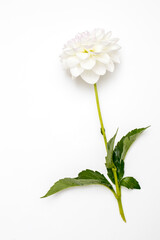 White autumn dahlias isolated on white background. © elenarostunova