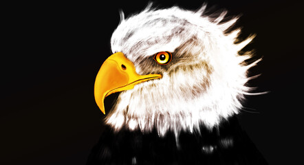 american bald eagle