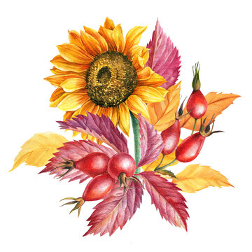Autumn composition of leaves, sunflower, rosehip on a white isolated background, watercolor drawings.