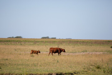angus en el campo