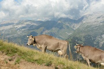 Kühe und Kälber auf der Almweide