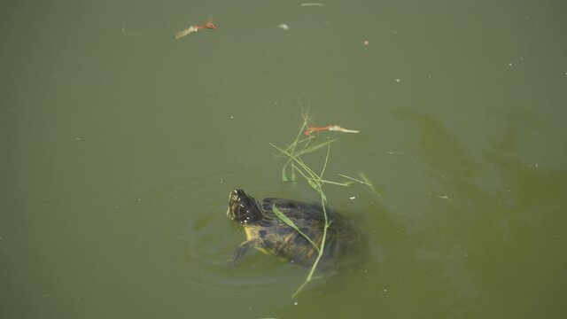 Tortuga cazando Lib&eacute;lula