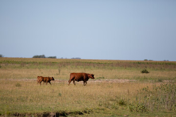 angus en el campo
