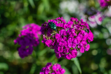 Obraz premium Bright pink purple carnation flowers with large green rose chafer, Cetonia aurata, beetle in flower bed in the garden in summer sunlight