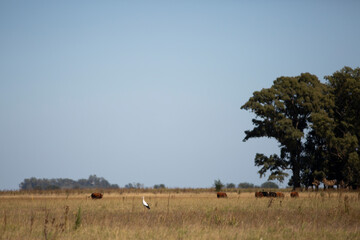 angus en el campo