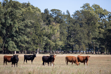 Naklejka premium angus en el campo