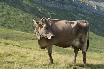 Kühe und Kälber auf der Almweide