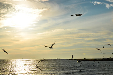 Fototapeta na wymiar seagulls on the beach at sunset