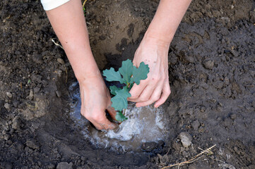 female hands plant a small oak seedling in a hole with water