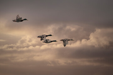 Fototapeta na wymiar Ducks in flight