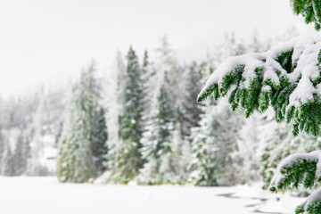 winter forest landscape white color outdoor environment space with green needle pine branch foreground and unfocused wood land scenery