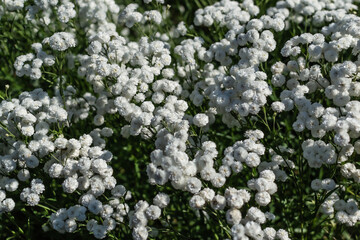 small white flowers of gypsophila with petals, with green leaves and stems in the garden, in field