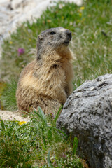 Naklejka na ściany i meble Alpine marmot (Marmota marmota) standing up