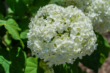 Large round arborescens lush white hydrangea flower on green bush. Perennial herb, sunny summer garden
