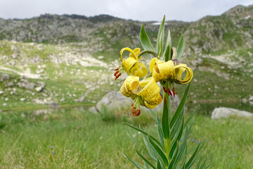 Pyrenean Lily (Lilium pyrenaicum)