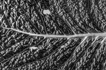leaf in the detail in black and white