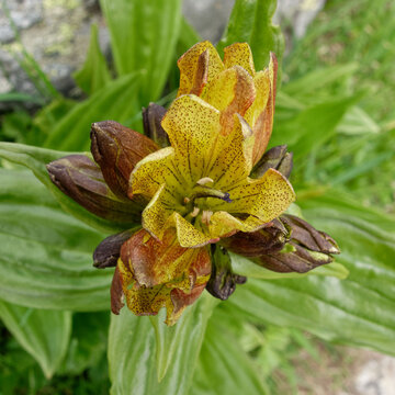Spotted Gentian (Gentiana punctata)