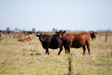 angus en el campo