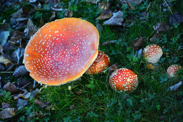 Giant Magic Mushroom (Amanita-Muscaria). A hallucinogenic variety that showed up suddenly on my property in western Washington State, USA. Measures about 10 inches across top.