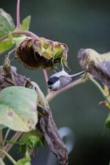 Marsh tit hanging from sunflowers