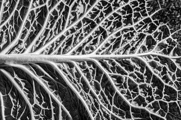 leaf in the detail in black and white
