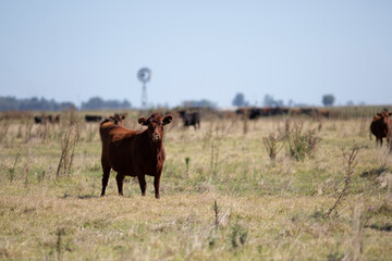 angus en el campo