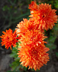 Orange chrysanthemums in sunlight.