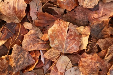 Fallen leaves on the ground in the woods