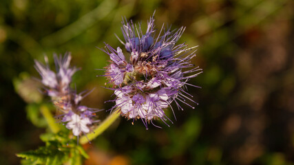 Lilac phacelia flower on blurred garden background.