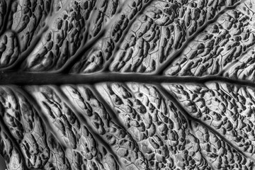 leaf in the detail in black and white