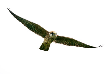 Red-footed falcon (Falco vespertinus)