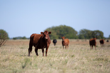 angus en el campo
