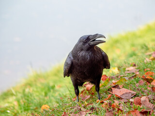 A black Raven on the grass with its beak open looks at the camera.