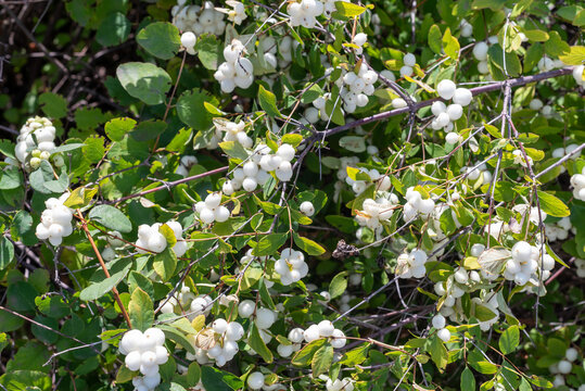 White Symphoricarpos berries on a Bush in the garden.