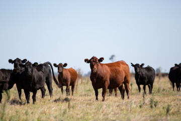 angus en el campo
