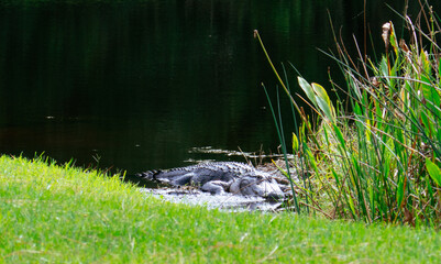 Alligator is hiding in water	