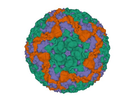 Structure of Foot and Mouth Disease Virus A22 Serotype, 3D surface model, white background.  Different capsid proteins are colored differently.