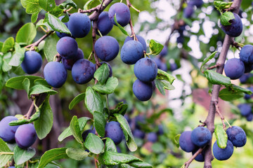 Blue plum fruit on a branch in the garden.